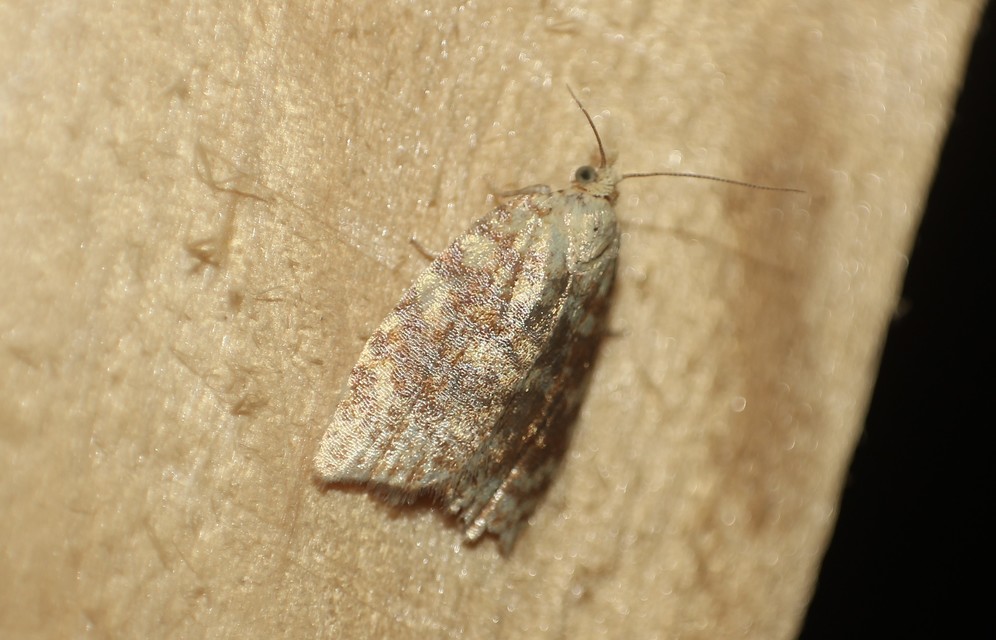 Acleris
