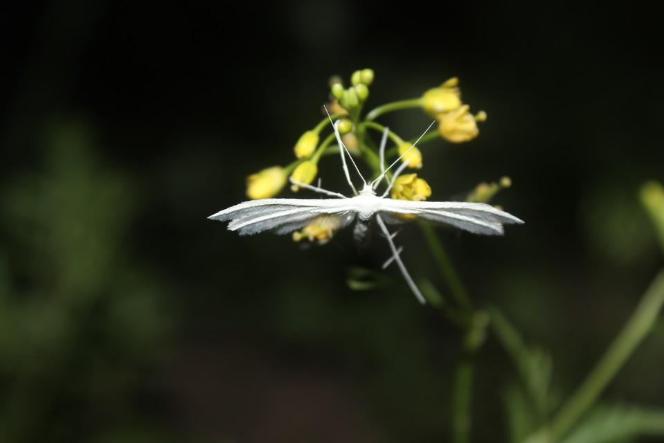 Pterophorus pentadactyla - fehér tollasmoly