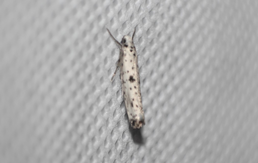 Yponomeuta plumbella - pókhálós bengemoly
