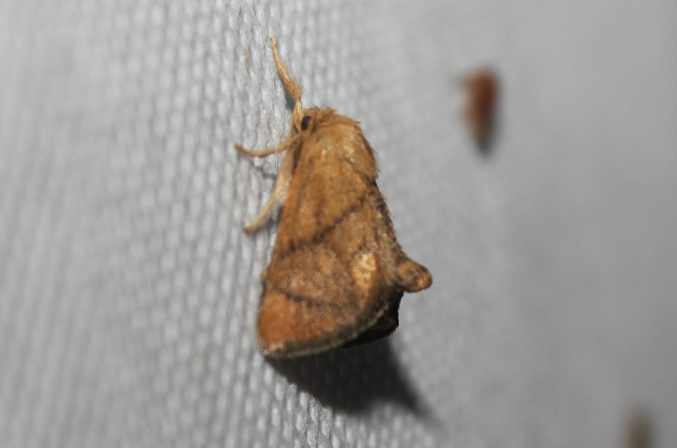 Apoda limacodes - kagylólepke