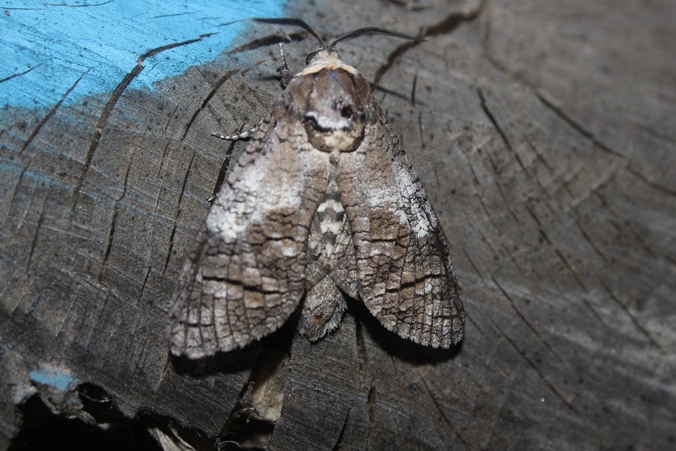 Cossus cossus - fűzfarontólepke