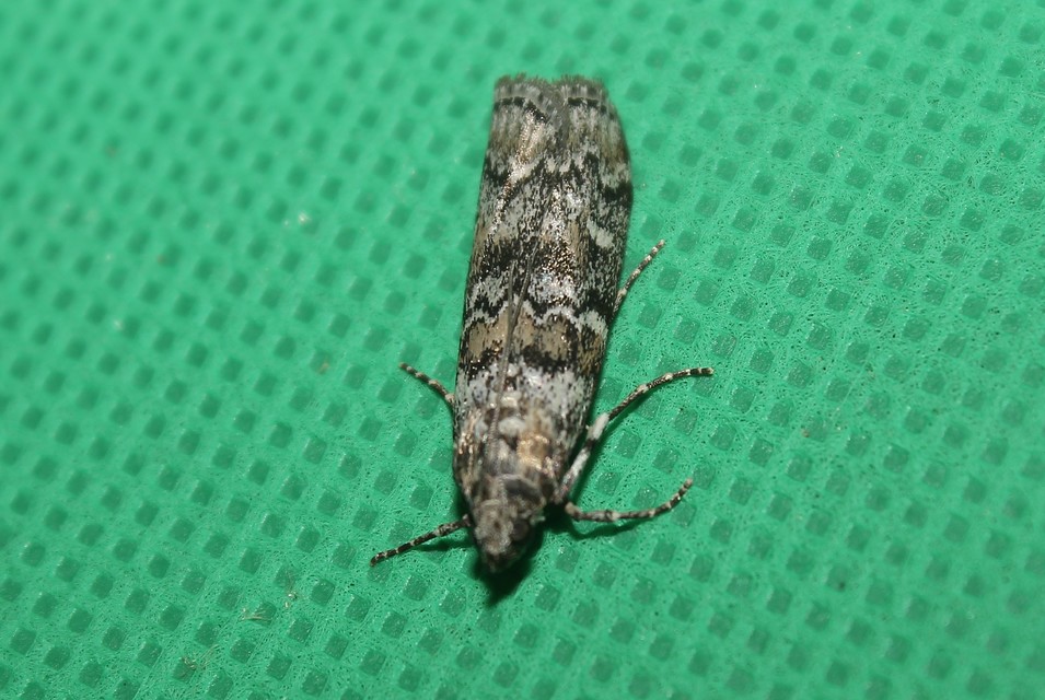 Dioryctria