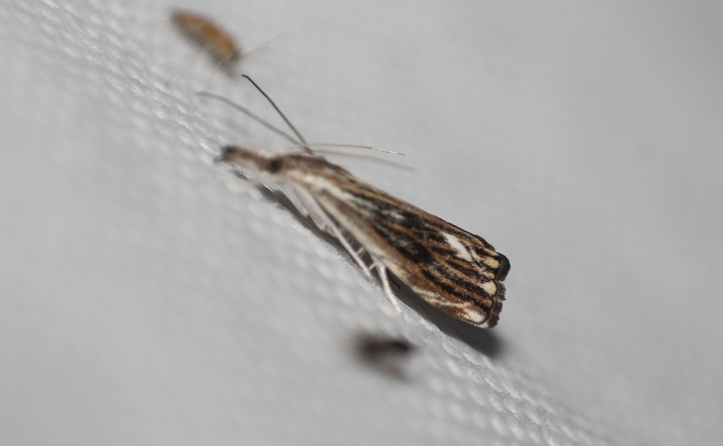 Catoptria verellus - kormos fűgyökérmoly