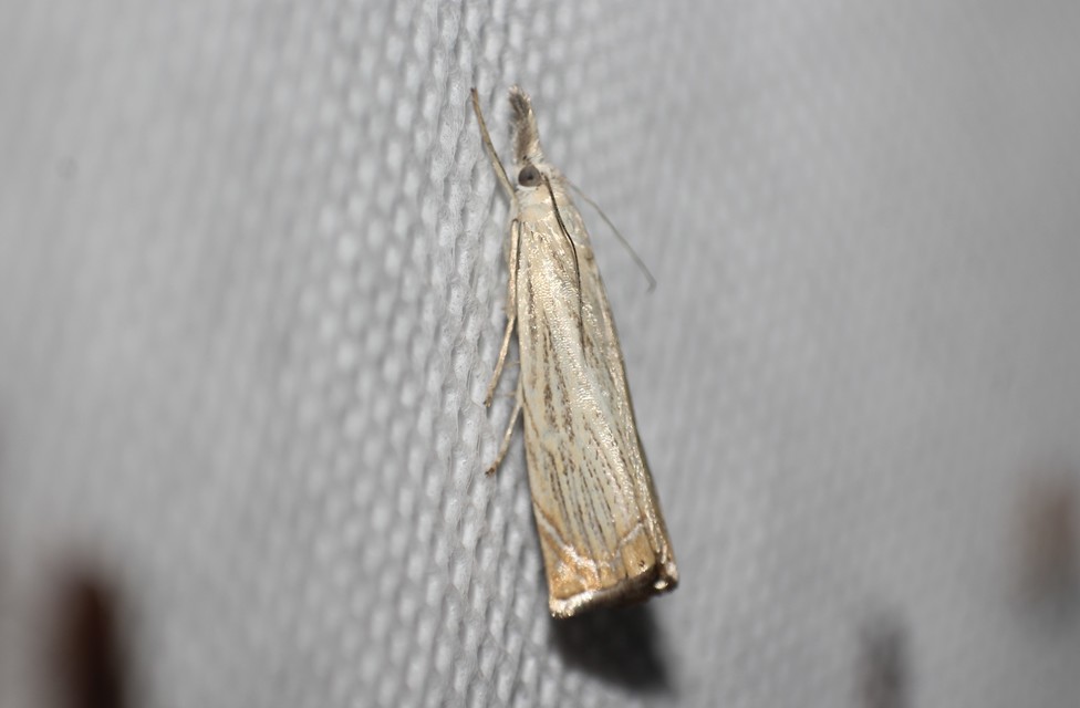 Chrysoteuchia culmella - kerti fűgyökérmoly