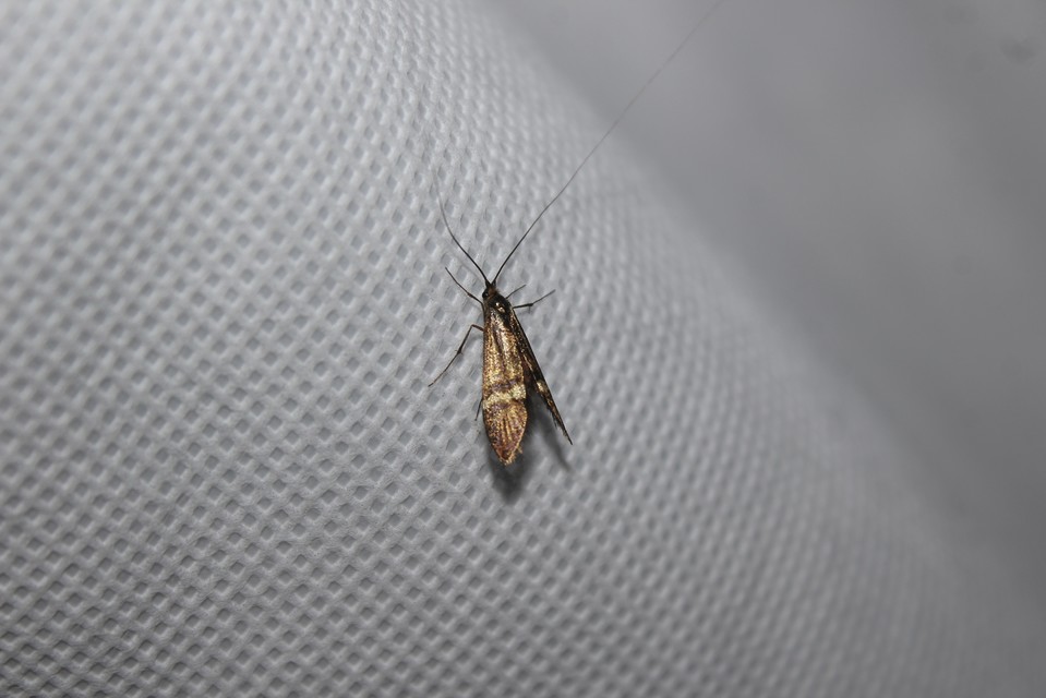 Nemophora degeerella - pompás tőrösmoly