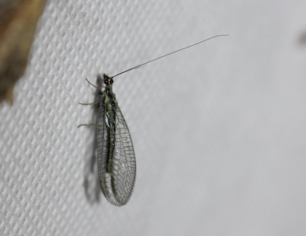 Chrysopa dorsalis