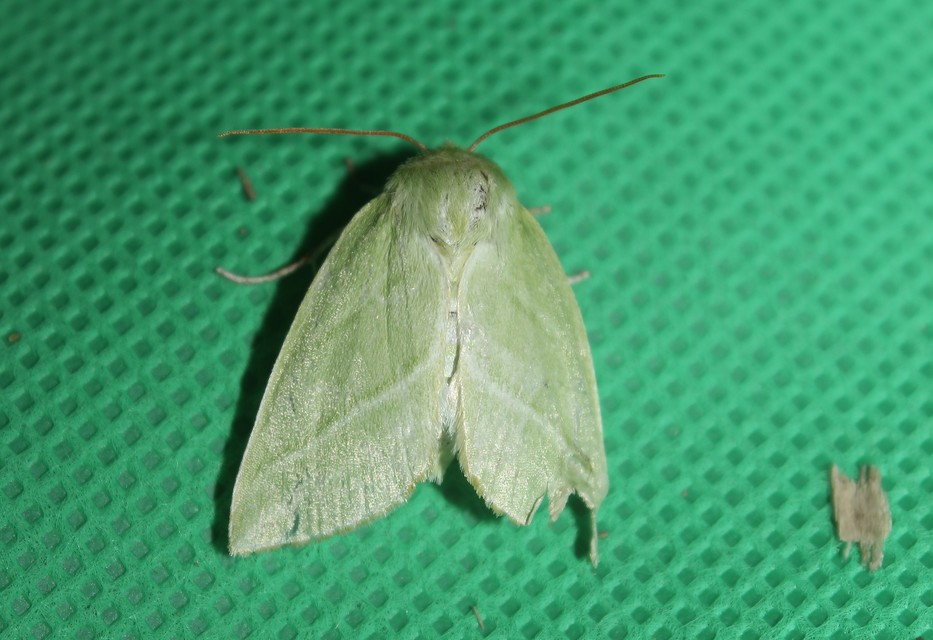 Pseudoips prasinana - bükkfa-zöldbagoly