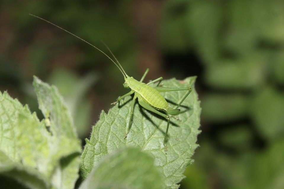 Leptophyes boscii - sárgászöld virágszöcske