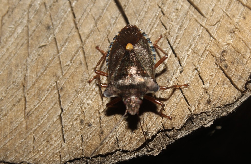 Pentatoma rufipes - vöröslábú címerespoloska Pentatoma rufipes - vöröslábú címerespoloska