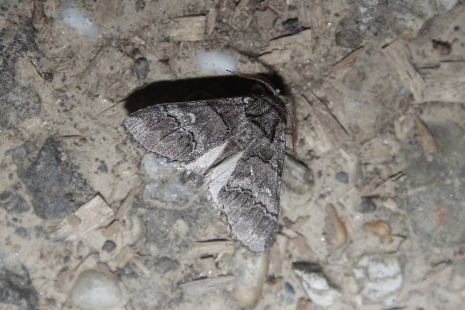 Drymonia querna - tölgyfa-púposszövő