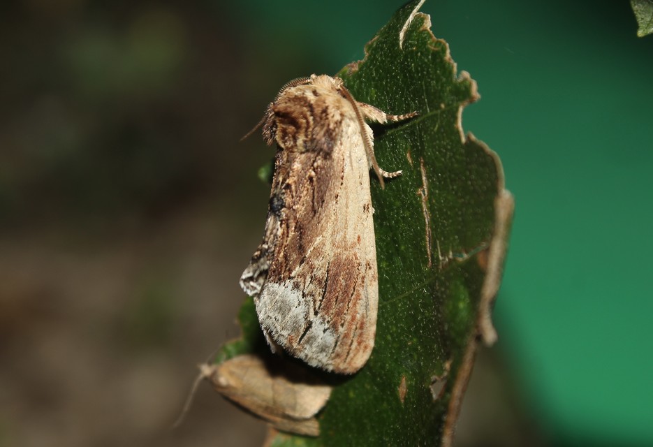Ptilodon cucullina - csuklyás púposszövő