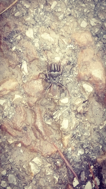 Atypus
