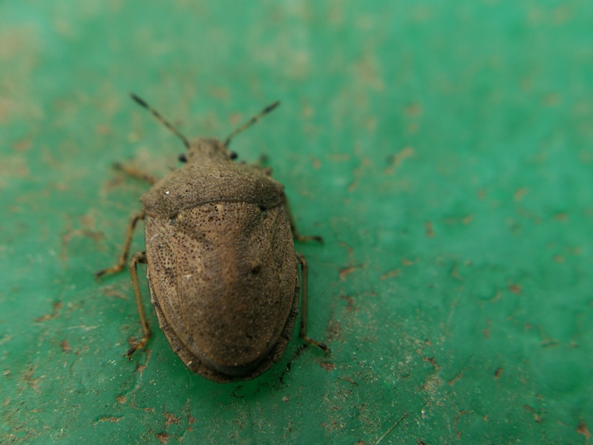 Podops rectidens Podops rectidens