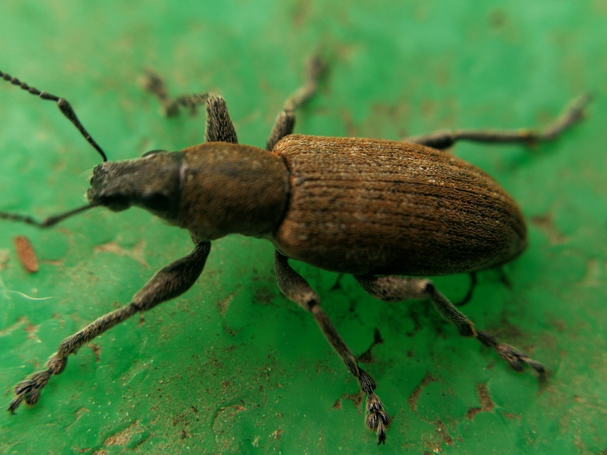 Tanymecus palliatus - közönséges hegyesfarúbarkó