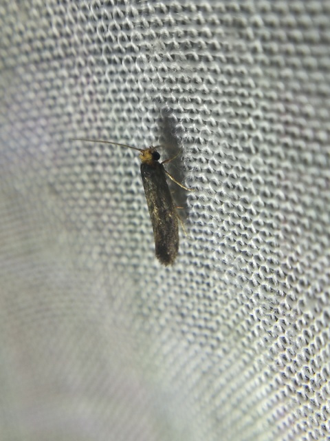 Tineidae - ruhamolyfélék