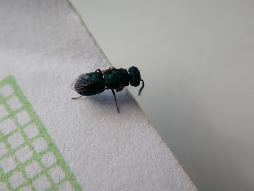 Chrysididae - fémdarazsak