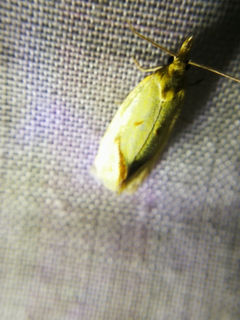 Agapeta hamana - közönséges sárgamoly