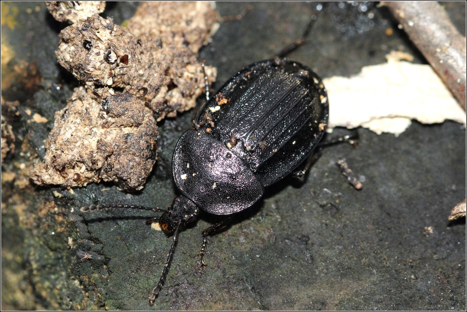 Phosphuga atrata - bordás csigarabló