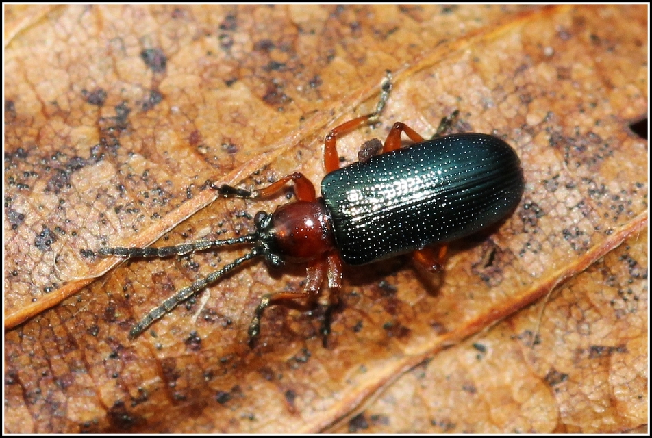 Oulema melanopus/duftschmidi