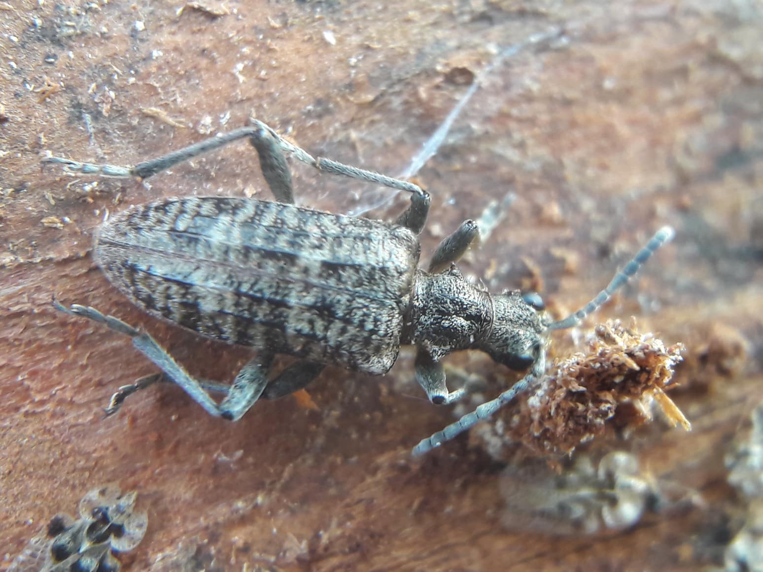 Rhagium inquisitor - fenyves-tövisescincér