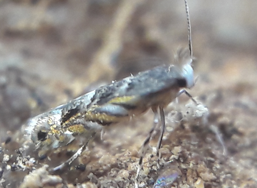 Macrosaccus robiniella - akáclevél-sátorosmoly