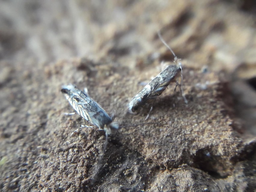 Macrosaccus robiniella - akáclevél-sátorosmoly