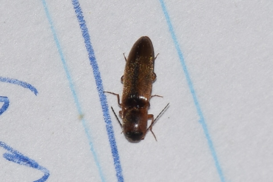 Dalopius marginatus - szegélyes pattanó