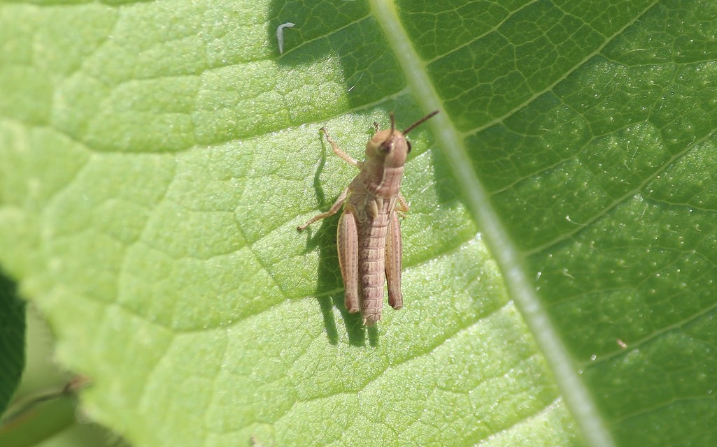 Chorthippus (Chorthippus) (subgenus)