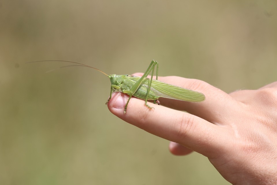 Tettigonia viridissima - zöld lombszöcske
