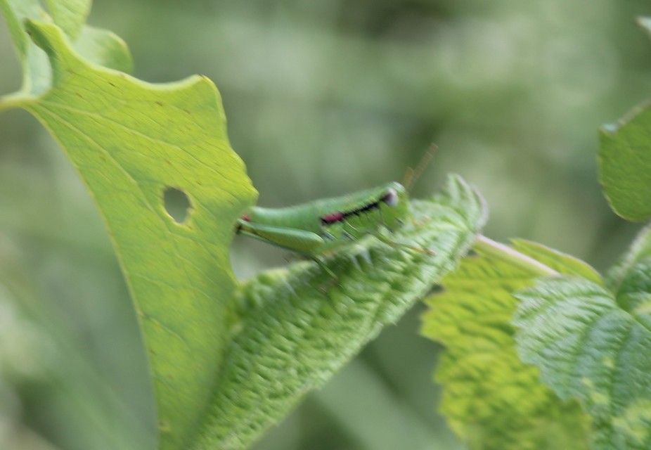 Odontopodisma decipiens - déli hegyisáska