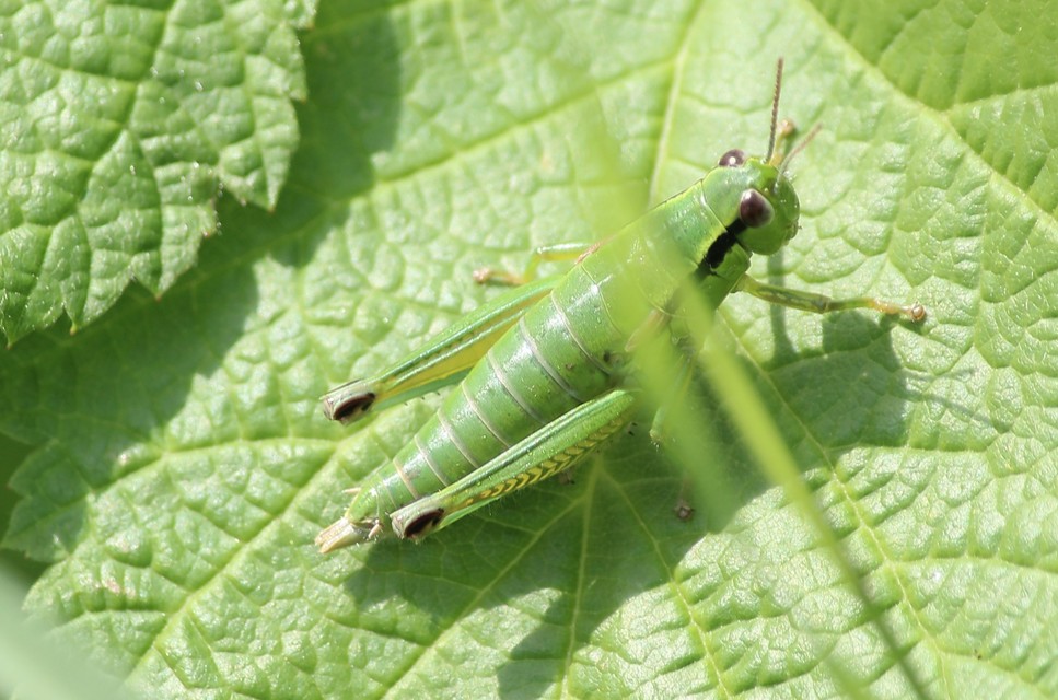 Odontopodisma decipiens - déli hegyisáska