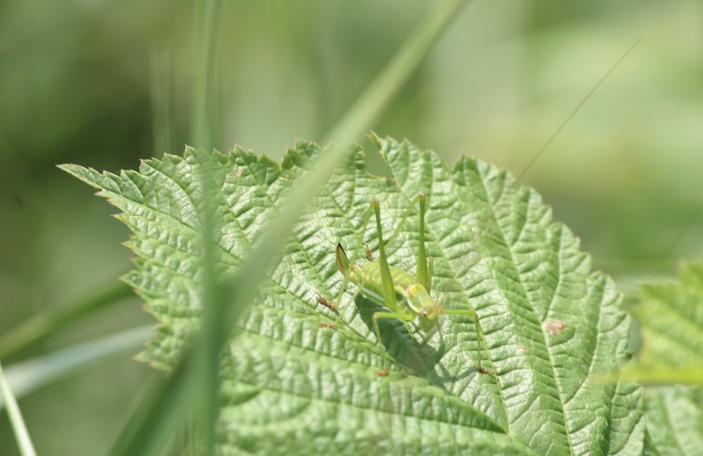 Leptophyes albovittata - közönséges virágszöcske