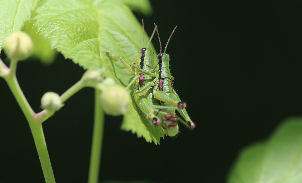 Odontopodisma decipiens - déli hegyisáska
