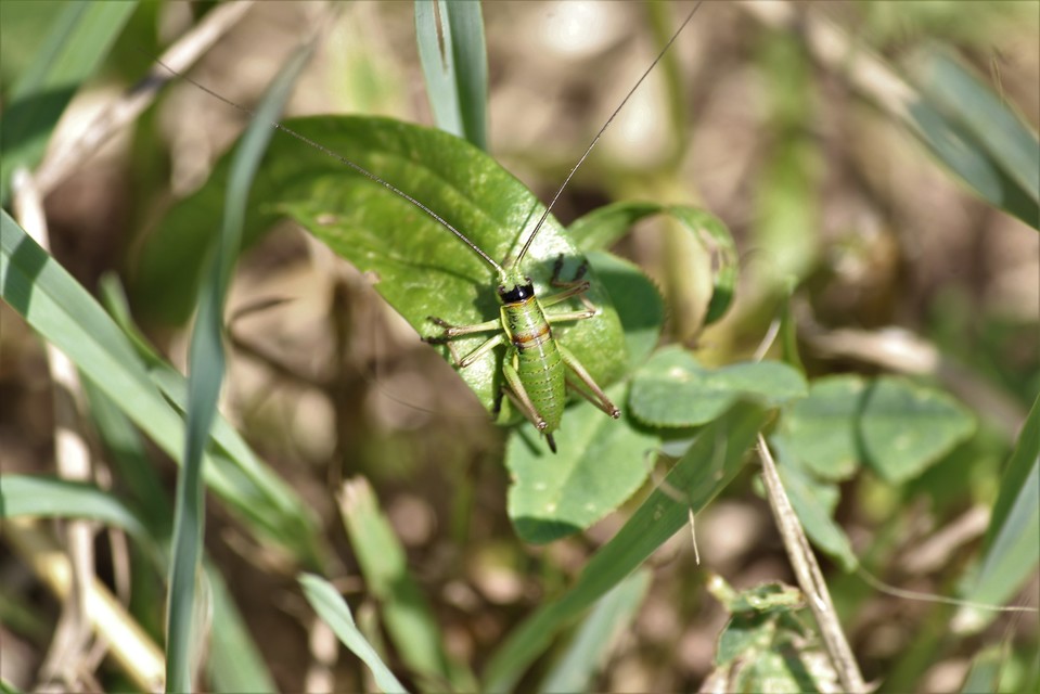 Ephippiger ephippiger - nyergesszöcske