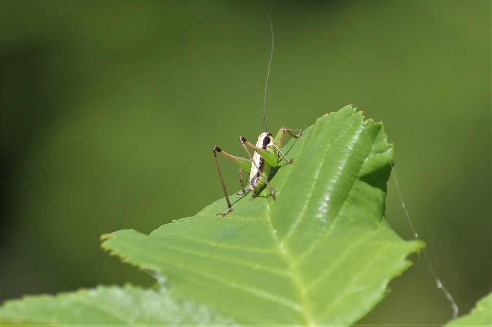 Pachytrachis gracilis - karcsú szöcske
