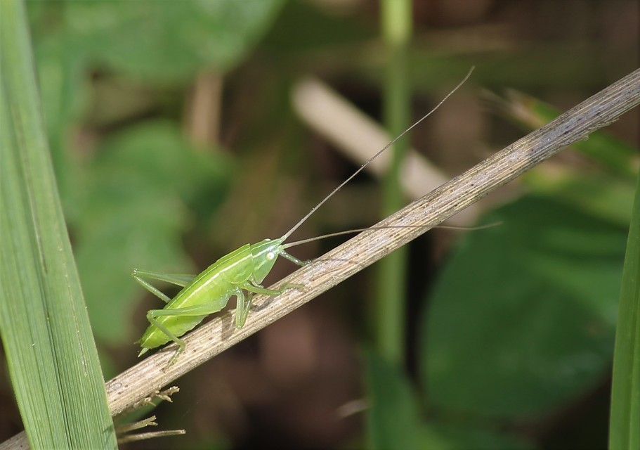 Ruspolia nitidula - nagy kúpfejűszöcske