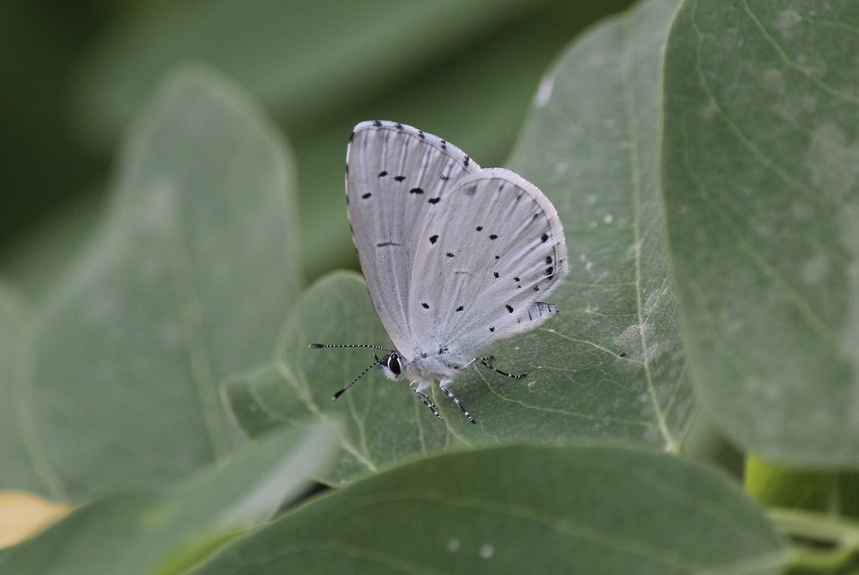 Celastrina argiolus - bengeboglárka