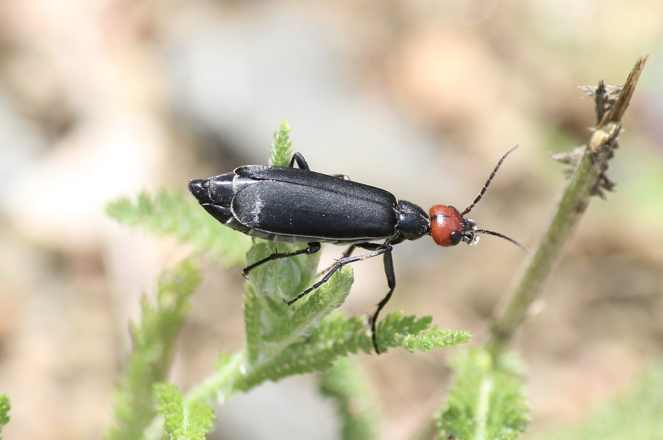 Epicauta rufidorsum - hollóbogár