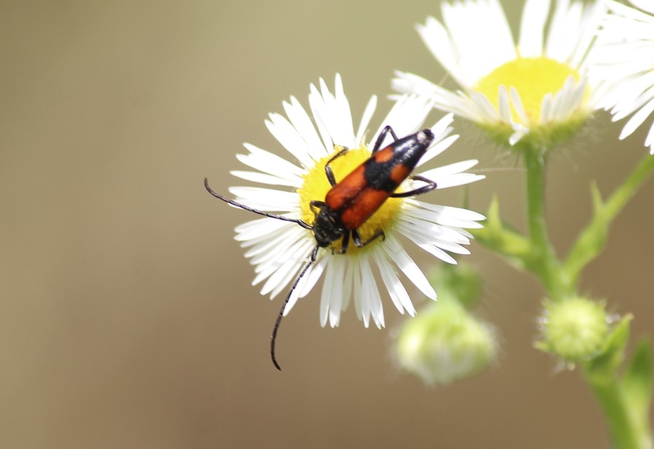 Stenurella bifasciata - kétöves karcsúcincér
