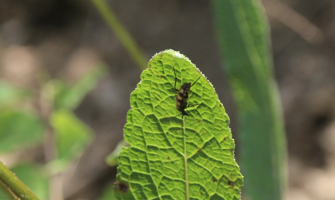Pachytodes erraticus - rajzos virágcincér