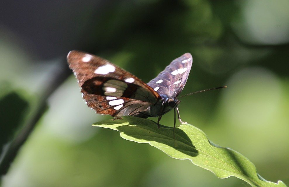 Limenitis reducta - kék lonclepke