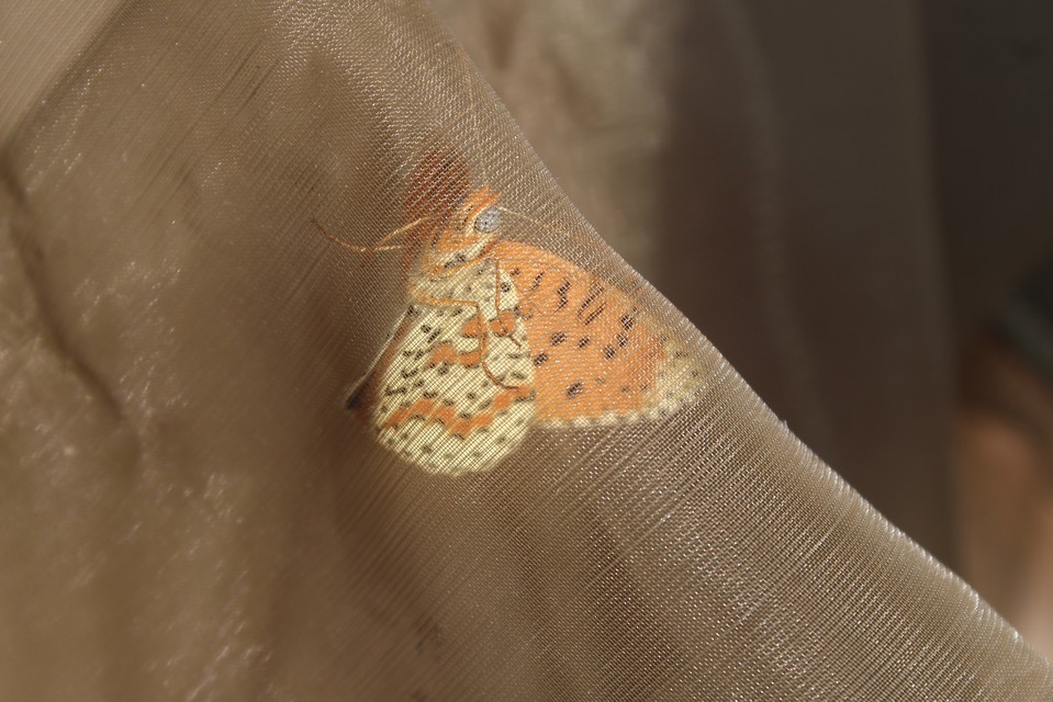 Melitaea didyma - tüzes tarkalepke