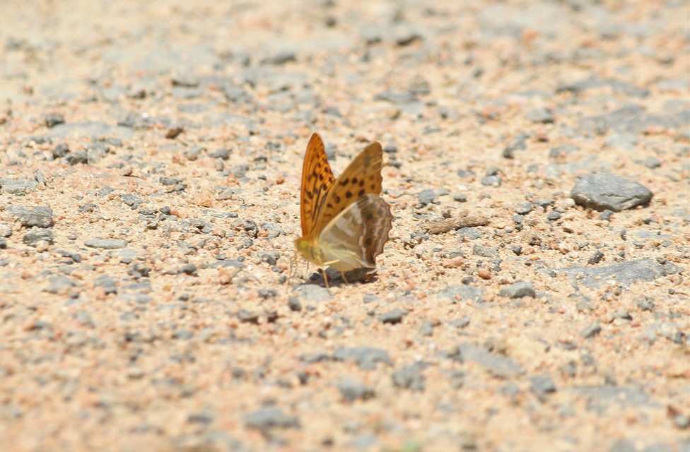 Argynnis paphia - nagy gyöngyházlepke