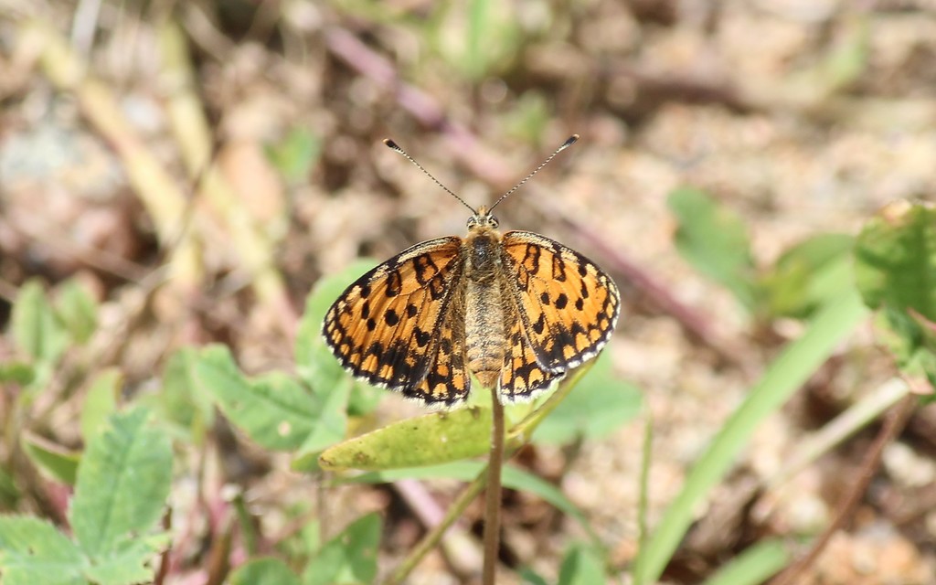 Melitaea trivia - kis tarkalepke