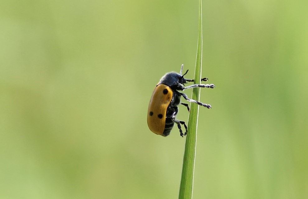 Lachnaia sexpunctata - szőrösnyakú zsákhordóbogár