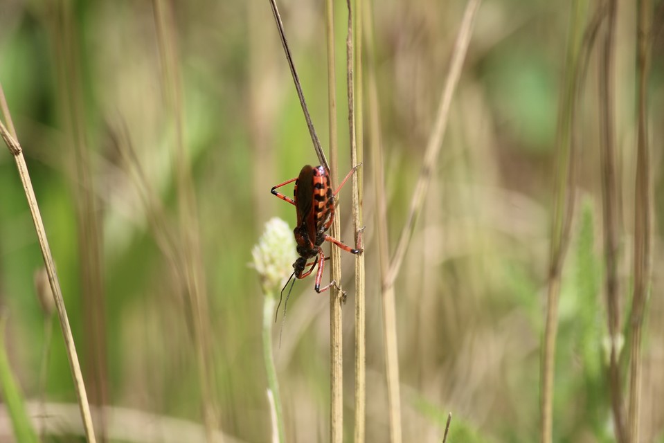 Rhynocoris iracundus - közönséges gyilkospoloska