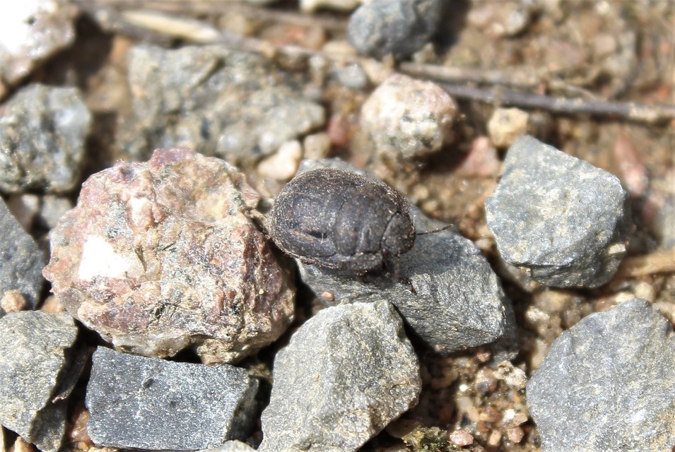 Odontoscelis Odontoscelis