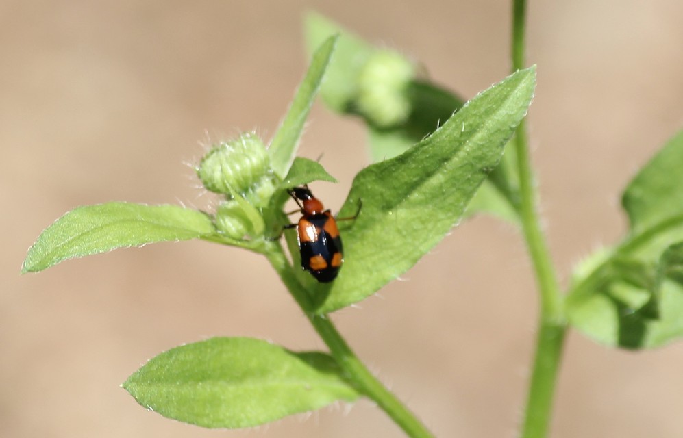 Lebia cruxminor - keresztes cserjefutó