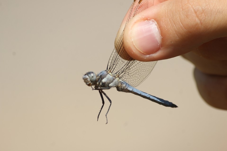 Orthetrum brunneum - pataki pásztorszitakötő