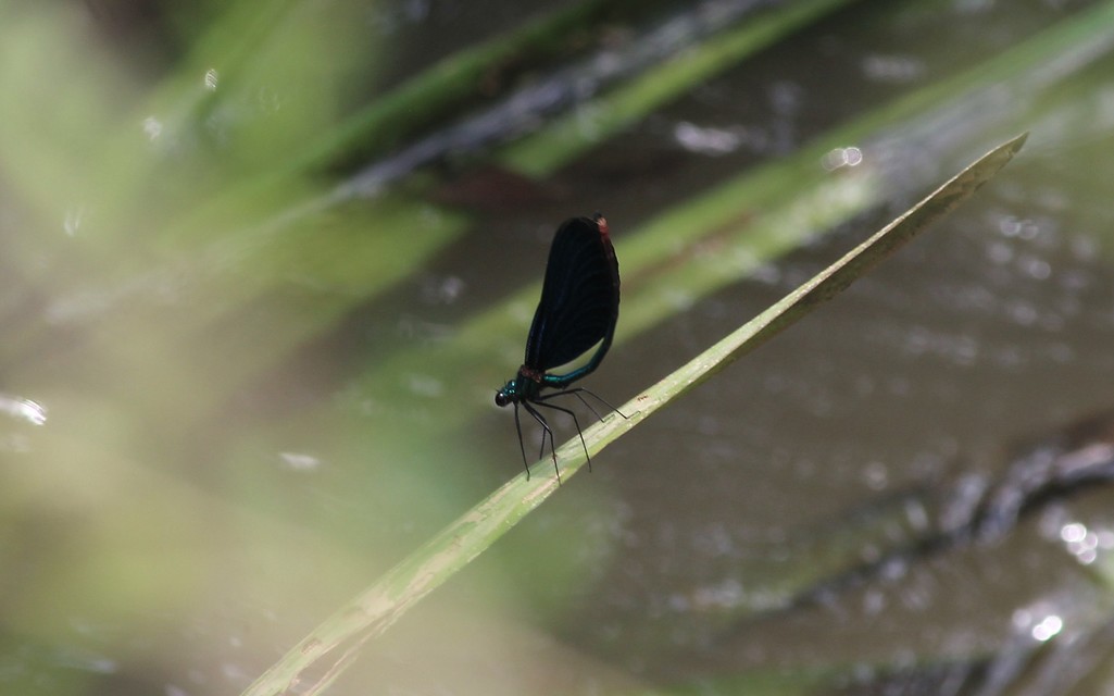 Calopteryx virgo - kisasszony-szitakötő